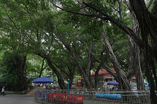 soi bạch thủ