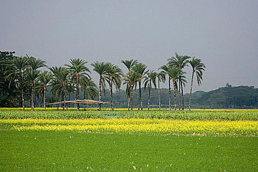 cầu bach thủ lô