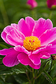 cầu miền bắc