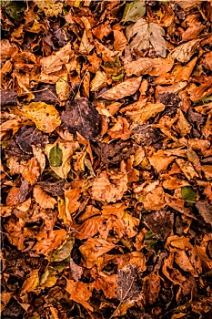 dried fruit importers in germany