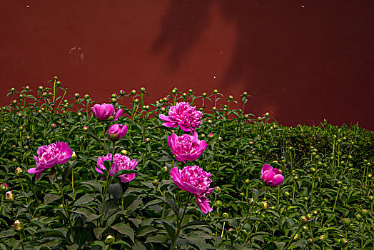 soicauthudo rongbachkim