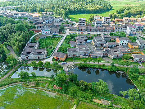 soi câu rong bach kim