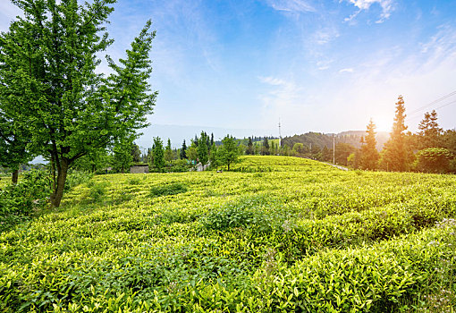 lô đẹp ngày hôm nay