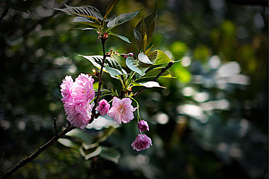 soi cau bach thu sieu chuan
